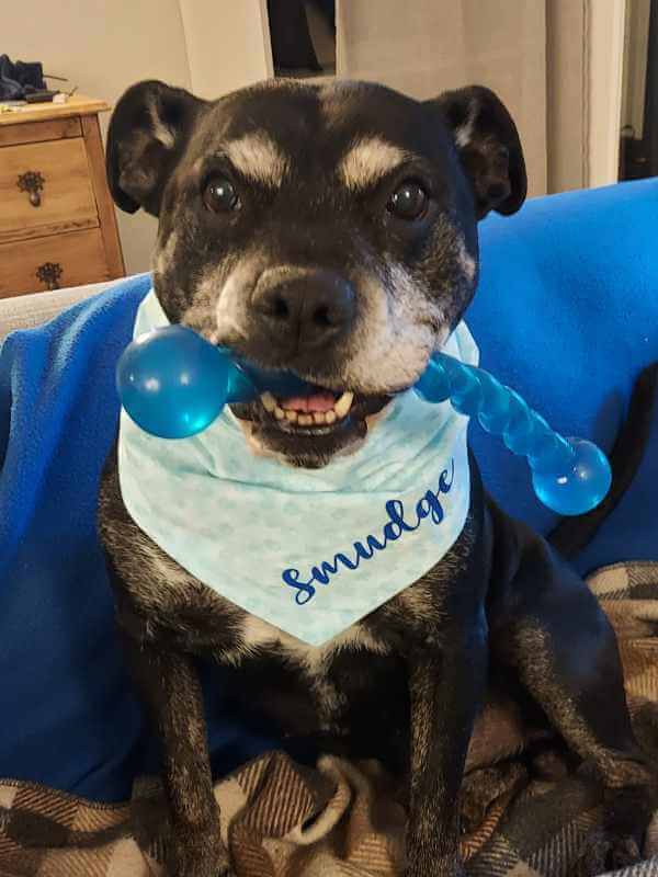 Smudge wearing personalised puppy paws dog bandana by Dudiedog Bandanas